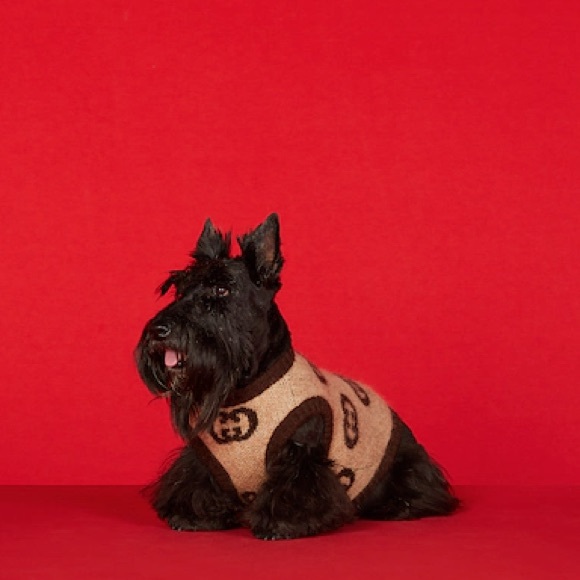 NWT Authentic Gucci Pet/Dog Sweater with Interlocking G - BRAND NEW IN GUCCI BOX - Picture 8 of 9